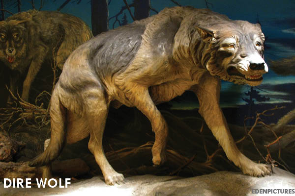 11 Extinct Animals You Didn’t Know Were Iowan: Dire wolf | Iowa DNR
